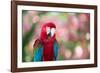 Portrait of a Red and Green Macaw-Alex Saberi-Framed Photographic Print