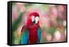 Portrait of a Red and Green Macaw-Alex Saberi-Framed Stretched Canvas