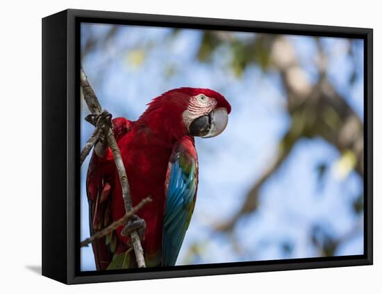 Portrait of a Red and Green Macaw-Alex Saberi-Framed Stretched Canvas