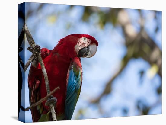 Portrait of a Red and Green Macaw-Alex Saberi-Stretched Canvas