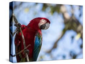 Portrait of a Red and Green Macaw-Alex Saberi-Stretched Canvas