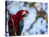 Portrait of a Red and Green Macaw-Alex Saberi-Stretched Canvas