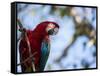 Portrait of a Red and Green Macaw-Alex Saberi-Framed Stretched Canvas