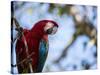 Portrait of a Red and Green Macaw-Alex Saberi-Stretched Canvas