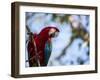 Portrait of a Red and Green Macaw-Alex Saberi-Framed Photographic Print