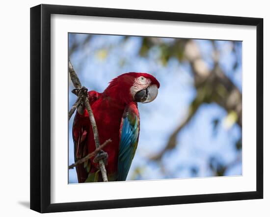 Portrait of a Red and Green Macaw-Alex Saberi-Framed Photographic Print