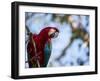 Portrait of a Red and Green Macaw-Alex Saberi-Framed Photographic Print