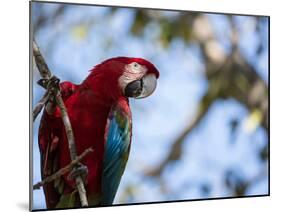 Portrait of a Red and Green Macaw-Alex Saberi-Mounted Photographic Print