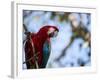 Portrait of a Red and Green Macaw-Alex Saberi-Framed Photographic Print