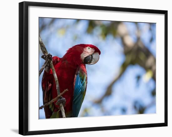 Portrait of a Red and Green Macaw-Alex Saberi-Framed Photographic Print