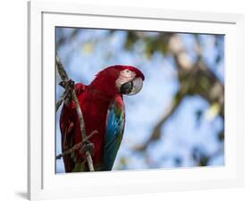 Portrait of a Red and Green Macaw-Alex Saberi-Framed Photographic Print