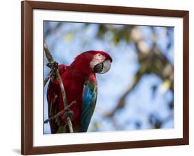 Portrait of a Red and Green Macaw-Alex Saberi-Framed Photographic Print