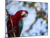 Portrait of a Red and Green Macaw-Alex Saberi-Mounted Photographic Print