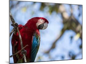 Portrait of a Red and Green Macaw-Alex Saberi-Mounted Photographic Print