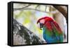Portrait of a Red and Green Macaw-Alex Saberi-Framed Stretched Canvas