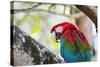 Portrait of a Red and Green Macaw-Alex Saberi-Stretched Canvas