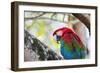 Portrait of a Red and Green Macaw-Alex Saberi-Framed Photographic Print