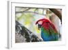 Portrait of a Red and Green Macaw-Alex Saberi-Framed Photographic Print