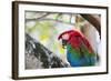 Portrait of a Red and Green Macaw-Alex Saberi-Framed Photographic Print