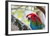 Portrait of a Red and Green Macaw-Alex Saberi-Framed Photographic Print