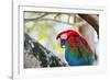 Portrait of a Red and Green Macaw-Alex Saberi-Framed Photographic Print