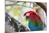 Portrait of a Red and Green Macaw-Alex Saberi-Mounted Photographic Print