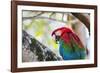 Portrait of a Red and Green Macaw-Alex Saberi-Framed Photographic Print