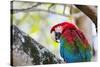 Portrait of a Red and Green Macaw-Alex Saberi-Stretched Canvas