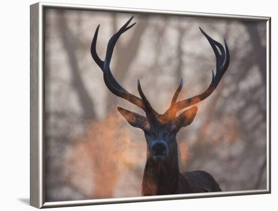 Portrait of a Red Deer Buck, Cervus Elaphus, in Winter-Alex Saberi-Framed Photographic Print