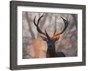 Portrait of a Red Deer Buck, Cervus Elaphus, in Winter-Alex Saberi-Framed Photographic Print