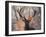 Portrait of a Red Deer Buck, Cervus Elaphus, in Winter-Alex Saberi-Framed Photographic Print