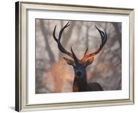 Portrait of a Red Deer Buck, Cervus Elaphus, in Winter-Alex Saberi-Framed Photographic Print