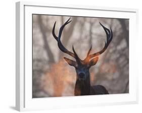 Portrait of a Red Deer Buck, Cervus Elaphus, in Winter-Alex Saberi-Framed Photographic Print