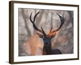 Portrait of a Red Deer Buck, Cervus Elaphus, in Winter-Alex Saberi-Framed Photographic Print