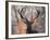 Portrait of a Red Deer Buck, Cervus Elaphus, in Winter-Alex Saberi-Framed Photographic Print