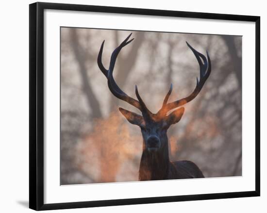 Portrait of a Red Deer Buck, Cervus Elaphus, in Winter-Alex Saberi-Framed Photographic Print