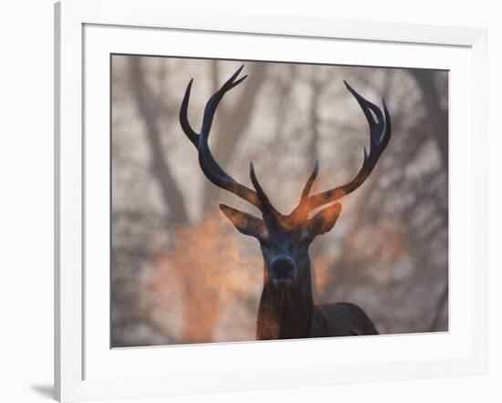 Portrait of a Red Deer Buck, Cervus Elaphus, in Winter-Alex Saberi-Framed Photographic Print