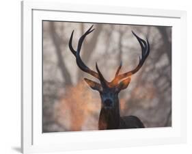 Portrait of a Red Deer Buck, Cervus Elaphus, in Winter-Alex Saberi-Framed Photographic Print