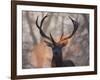 Portrait of a Red Deer Buck, Cervus Elaphus, in Winter-Alex Saberi-Framed Photographic Print