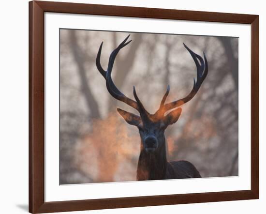 Portrait of a Red Deer Buck, Cervus Elaphus, in Winter-Alex Saberi-Framed Photographic Print