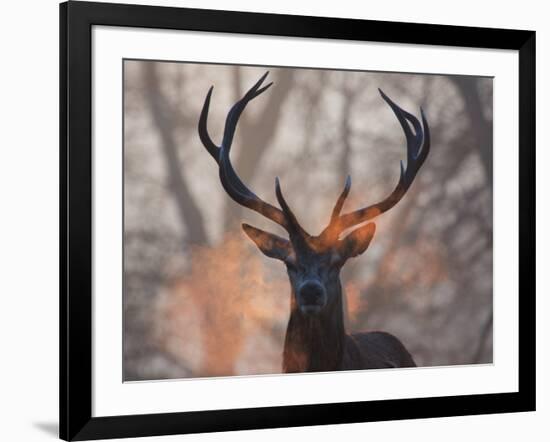 Portrait of a Red Deer Buck, Cervus Elaphus, in Winter-Alex Saberi-Framed Photographic Print