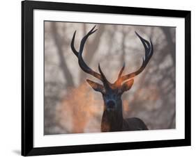 Portrait of a Red Deer Buck, Cervus Elaphus, in Winter-Alex Saberi-Framed Photographic Print