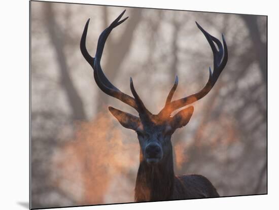 Portrait of a Red Deer Buck, Cervus Elaphus, in Winter-Alex Saberi-Mounted Photographic Print
