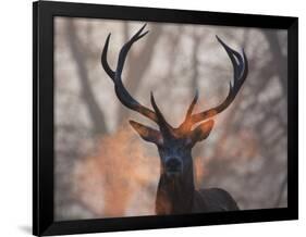 Portrait of a Red Deer Buck, Cervus Elaphus, in Winter-Alex Saberi-Framed Photographic Print