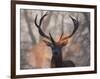 Portrait of a Red Deer Buck, Cervus Elaphus, in Winter-Alex Saberi-Framed Photographic Print