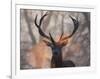 Portrait of a Red Deer Buck, Cervus Elaphus, in Winter-Alex Saberi-Framed Photographic Print