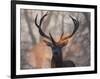 Portrait of a Red Deer Buck, Cervus Elaphus, in Winter-Alex Saberi-Framed Photographic Print