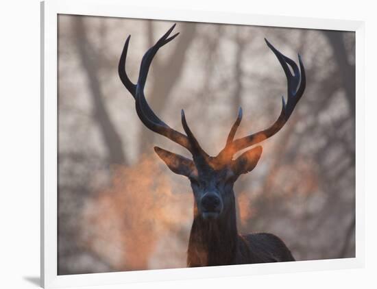 Portrait of a Red Deer Buck, Cervus Elaphus, in Winter-Alex Saberi-Framed Photographic Print