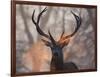 Portrait of a Red Deer Buck, Cervus Elaphus, in Winter-Alex Saberi-Framed Photographic Print