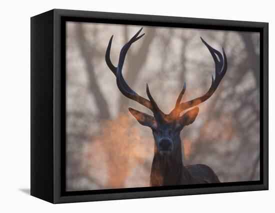Portrait of a Red Deer Buck, Cervus Elaphus, in Winter-Alex Saberi-Framed Stretched Canvas